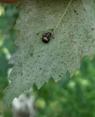 Adalia bipunctata