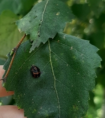 Harmonia axyridis