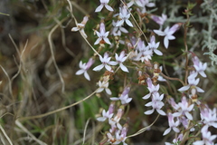 Cyphia dentariifolia
