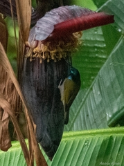 Cyanomitra verticalis