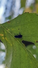 Harmonia axyridis