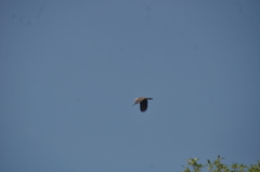 Ducula cuprea