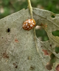 Halyzia sedecimguttata