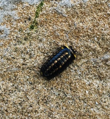 Glomeridae