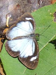 Leptophobia caesia