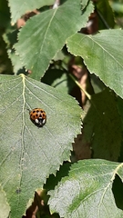 Harmonia axyridis