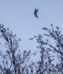 Psittacula krameri krameri