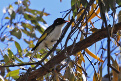 Grantiella picta