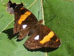 Adelpha zina