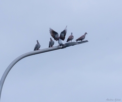 Columba guinea