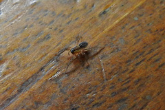 Artoriopsis