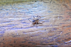 Artoriopsis
