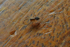 Artoriopsis
