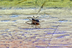 Artoriopsis