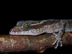 Cyrtodactylus philippinicus