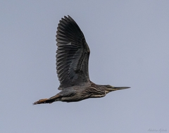 Butorides striata