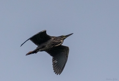 Butorides striata
