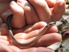 Psammophis angolensis