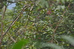 Psittacula columboides