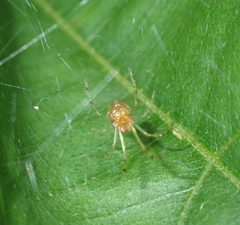 Theridion zonulatum