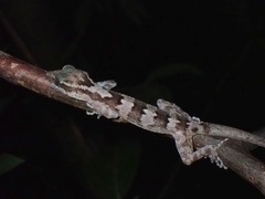 Cyrtodactylus philippinicus