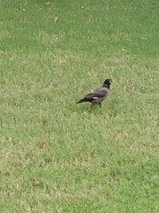 Acridotheres tristis