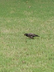 Acridotheres tristis