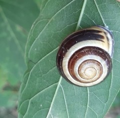 Cepaea nemoralis