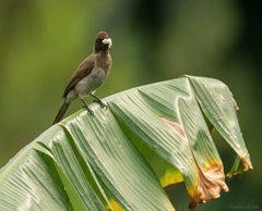 Pycnonotus barbatus