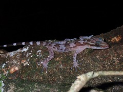 Cyrtodactylus philippinicus