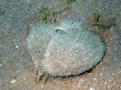Spatangoida