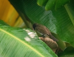 Pycnonotus barbatus