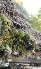 Dicranella cerviculata