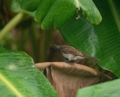 Pycnonotus barbatus