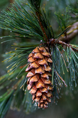 Pinus peuce