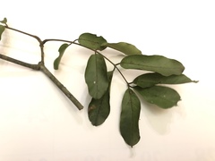 Ormosia hengchuniana