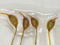 Dicranella cerviculata