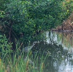 Ardea cinerea