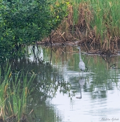 Ardea cinerea