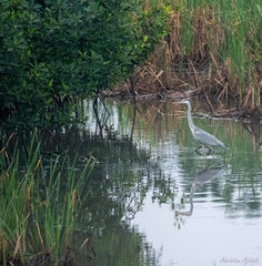 Ardea cinerea