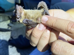 Vespertilio sinensis