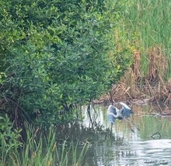Ardea cinerea
