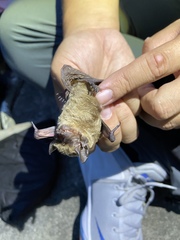 Vespertilio sinensis