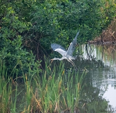 Ardea cinerea