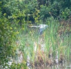Ardea cinerea