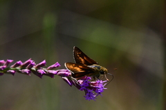 Hesperia meskei straton