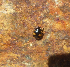 Ceratomegilla alpina