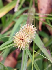 Cyperus brevifolioides