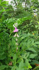 Phaseolus pluriflorus