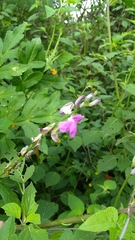 Phaseolus pluriflorus